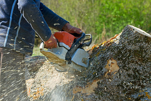 Dead Tree Removal in Broken Bow, OK